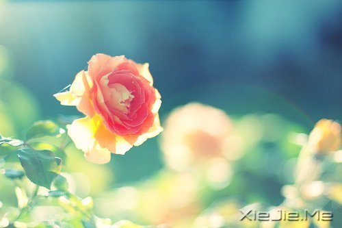 找一个理由,去否认忧伤 (9)