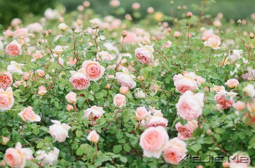 找一个属于自己的地方,在眼泪中懂得遗忘的伤 (8)