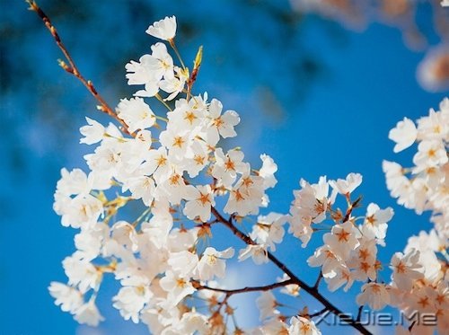 �ܶ�������Ƕ�����֪����ȴ������ (8)