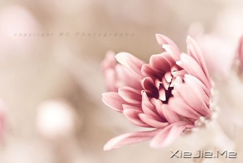 ǧ��Ҫ��Ϊ�ߵ�̫�ã�������������Ϊʲô���� (2)