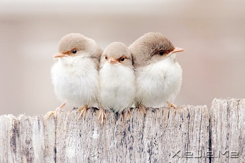 晚安心语:远处的是风景,近处的才是人生 (1)