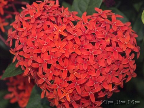 晚安心语:真正的泪水来自心底,眼睛只是一个小小的出口 (4)