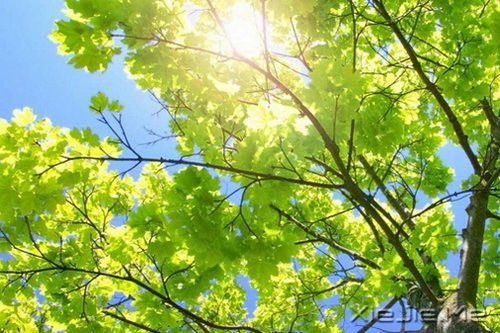 早安心语:有些谎言,美丽的让你不忍揭穿 (2)