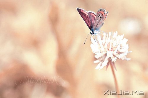 梦想,是我们通往幸福的唯一道路