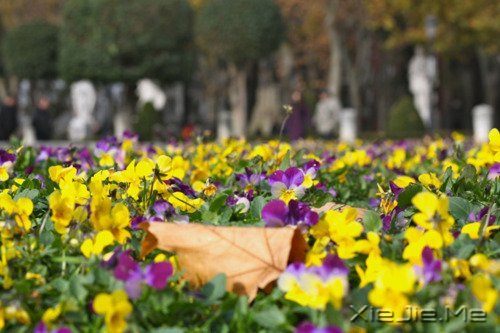 世界上著名的钢琴曲和背后的故事 (5)