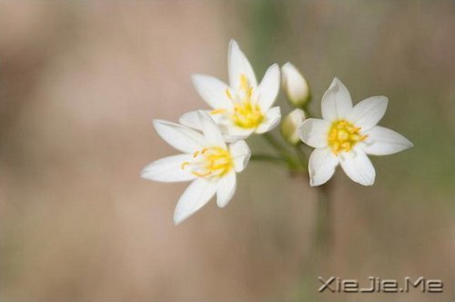 优美文字:白落梅作品里的经典语句