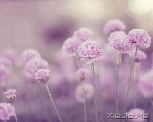 张嘉佳:他们开放在别处